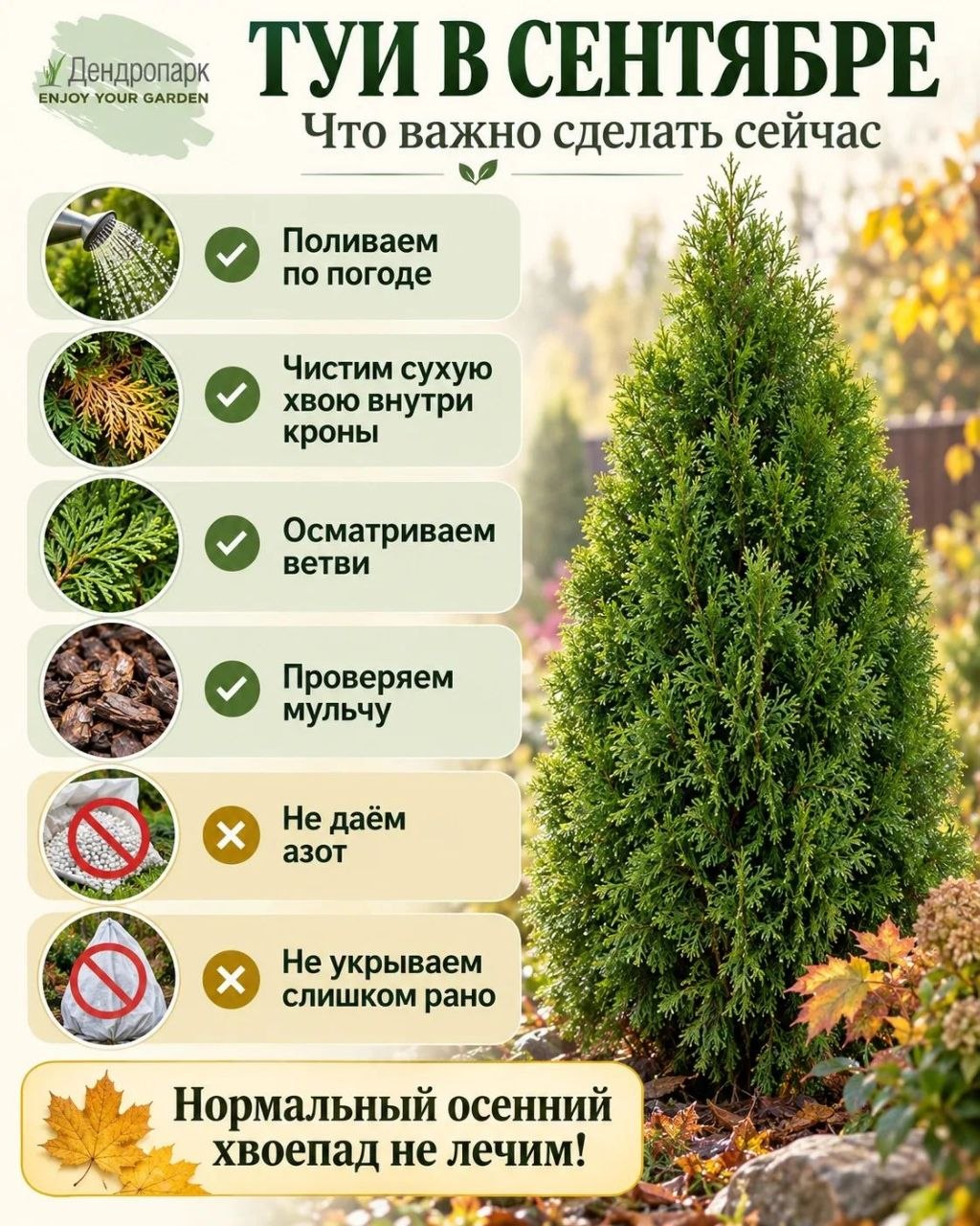 Туи в сентябре... Что с ними делать?